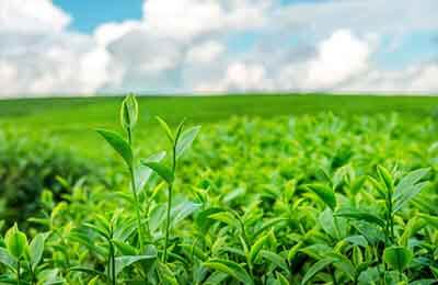 茶葉全渠道營銷模式思考